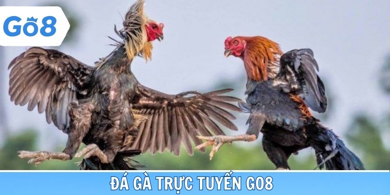 Đá gà online với hàng trăm trận đấu kinh điển